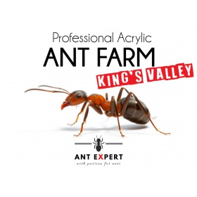 Ant Expert King's Valley formikarium