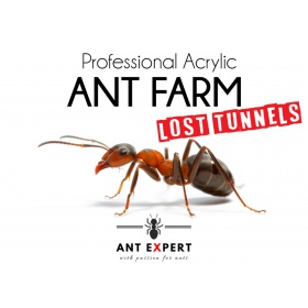 Ant Expert Förlorade tunnlar formikarium