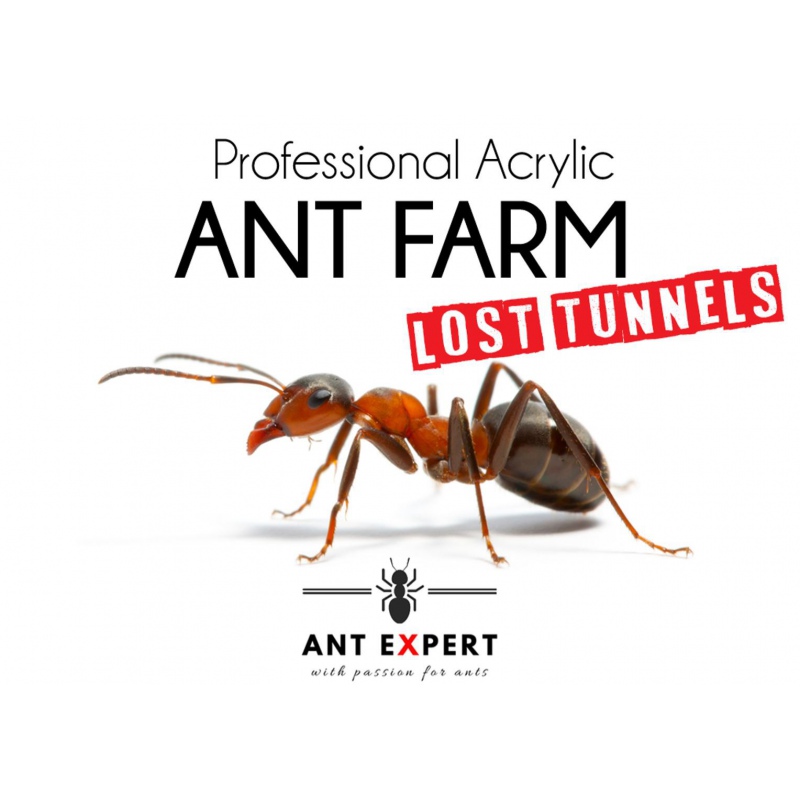 Ant Expert Förlorade tunnlar formikarium