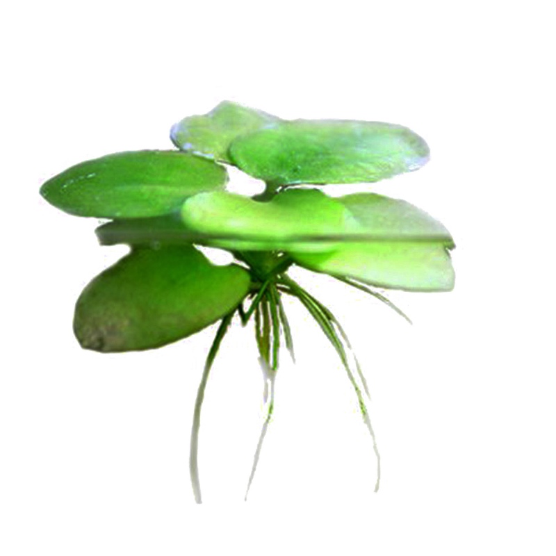 Eco Plant - Limnobium laevigatum