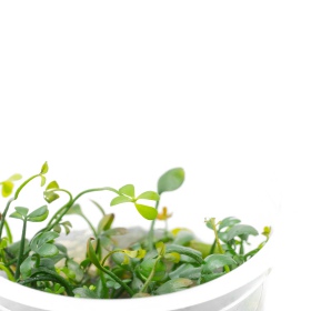 Eco Plant - Marsilea Hirsuta - In-vitro-Pflanze kleiner Becher