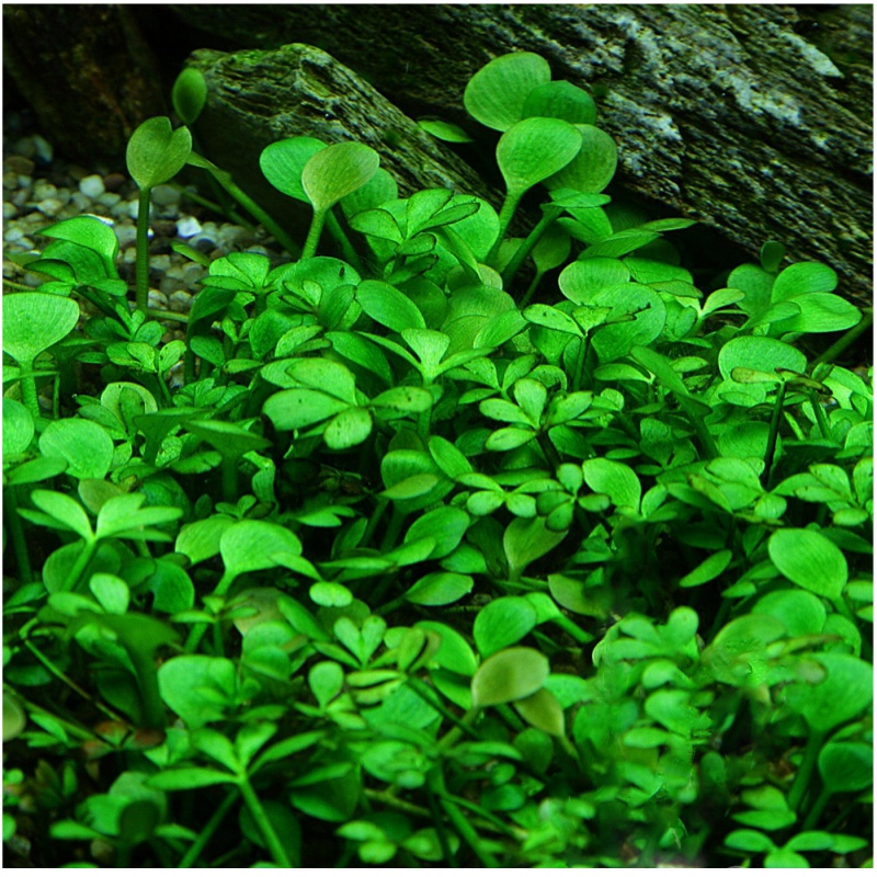 Marsilea Hirsuta in vitro növény