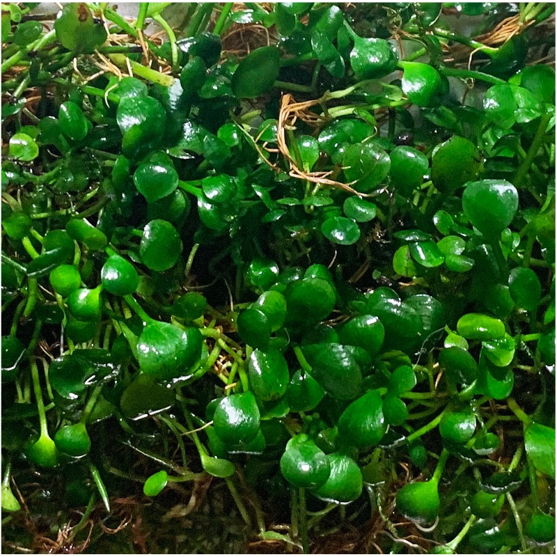 Marsilea Hirsuta in piccolo vaso