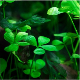 Marsilea Hirsuta augalas puodelyje