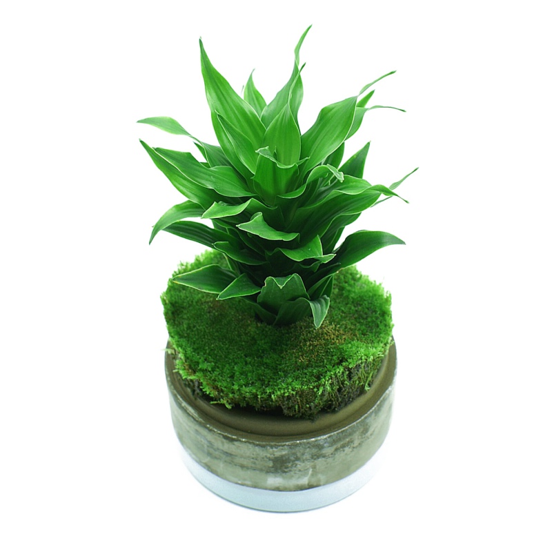 YOKUCHI TENSUI MIST para plantas tropicales