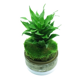 YOKUCHI HAISUI BASE 2L - Drainagematerial für das Terrarium