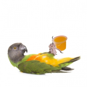 HappyPet Jelly Pots para aves - mistura de sabores