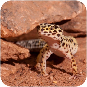 Sustrato Eublepharis Tierra 1 kg - Gecko