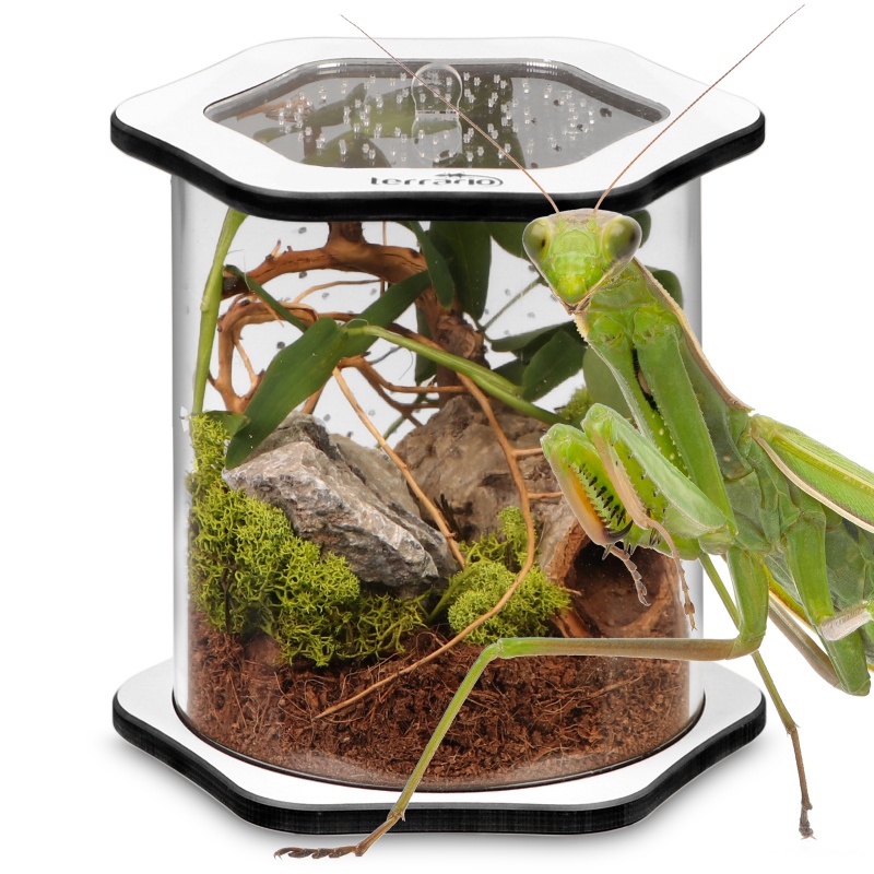 Terrarium Spiders Tube Big150