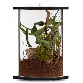 Terrario Spiders Tube Big200 - Akrylterrarium