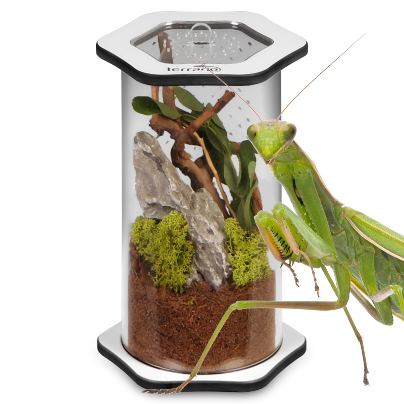 Terrario Spiders Tube Med200 - nowoczesne terrarium