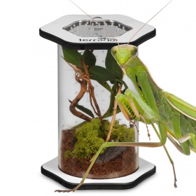 Terrario Spiders Tube Tall100 - akrylowe terrarium