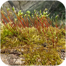 Muschio tropicale Amblystegium serpens