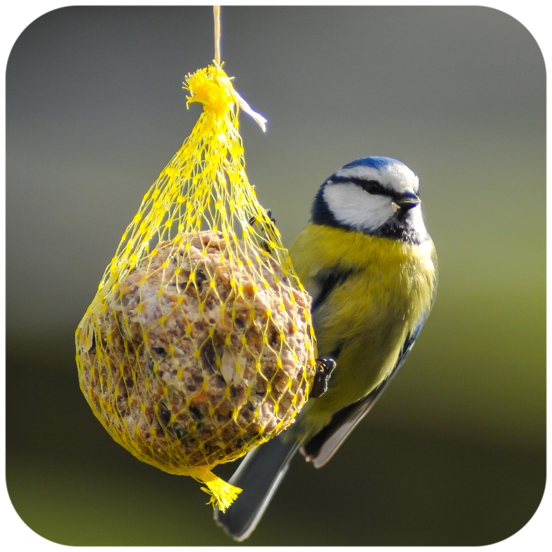 Gami Kula Vetvet voor wilde vogels