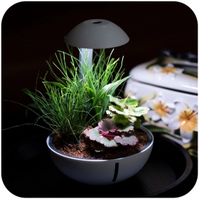 Chihiros Tiny Terrarium Egg met planten en verlichting