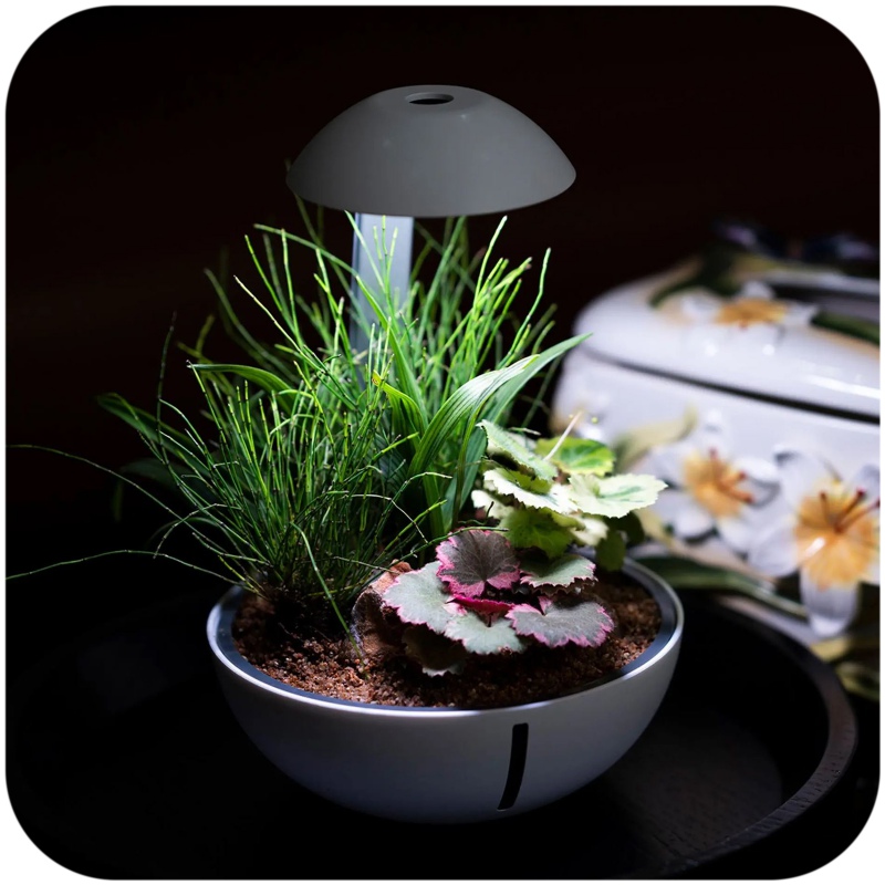 Chihiros Tiny Terrarium Egg - terárium