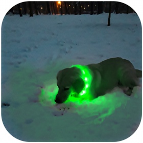 Collier lumineux LED Hilton Flash COLLAR VERT