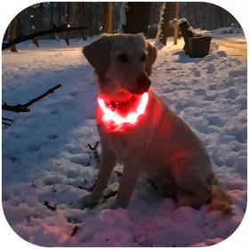 Hilton Flash Collar RED - LED Obroża dla Psa