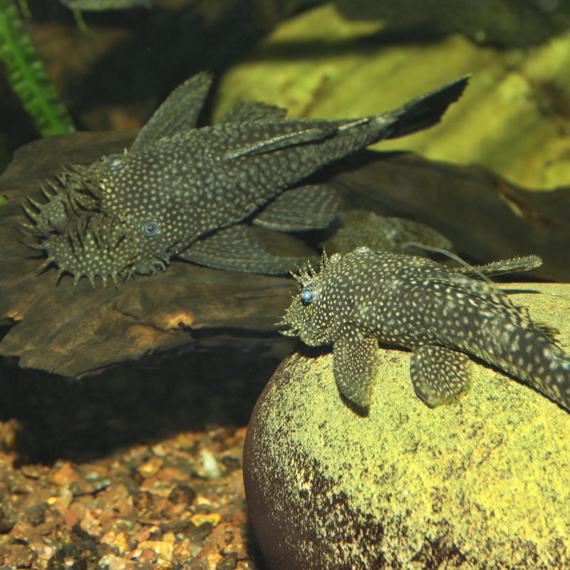 JBL Pronovo Pleco Wafer XL - Fish Food