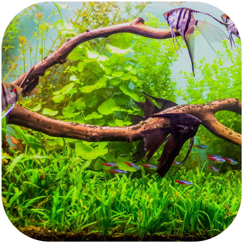 Shizen Essence J-roots L for aquariums