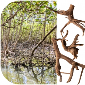 Rhizophora mangle 'de Rode Mangrove' wortel XS