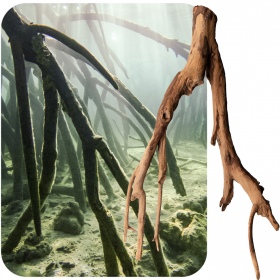 Rhizophora mangle 'de Rode Mangrove' wortel XS