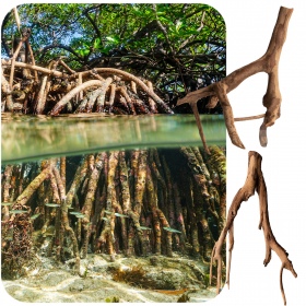 Rhizophora mangle 'de Rode Mangrove' wortel XS