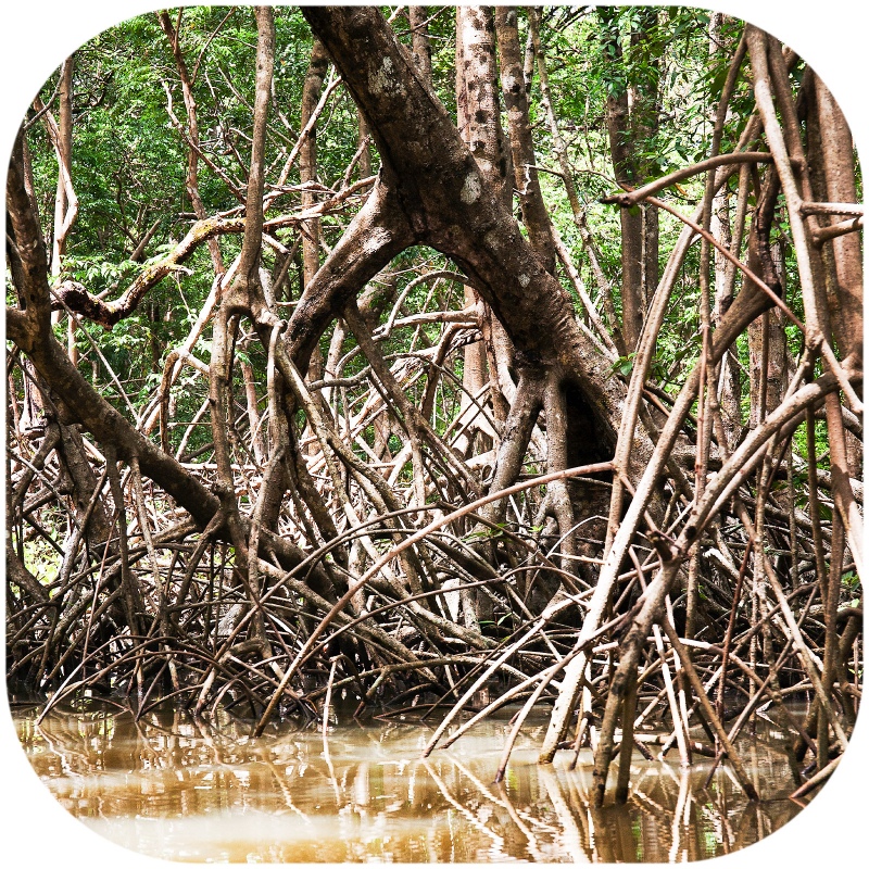 Rhizophora mangle 'de Rode Mangrove' wortel XS