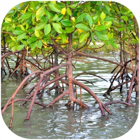 Rhizophora mangle "der Rote Mangrove" - Wurzel XS