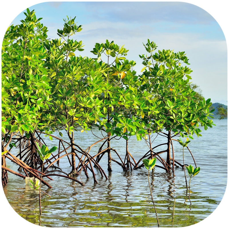 Rhizophora mangle 'de Rode Mangrove' wortel XS