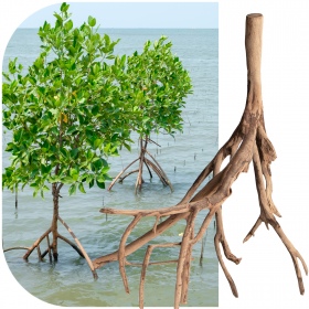 Racine de mangrove Rhizophora mangle M