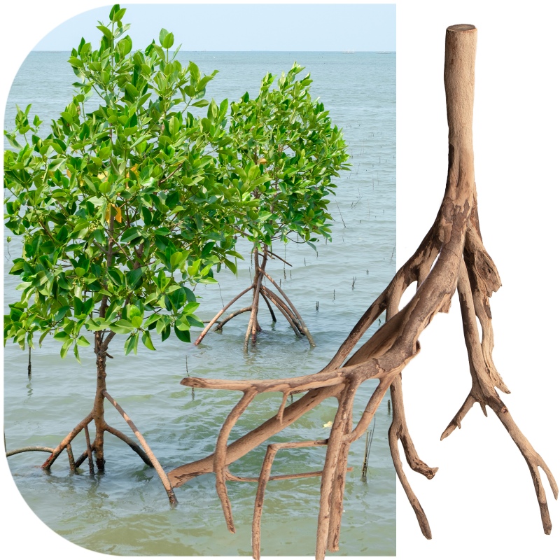 Red Mangrove Root M