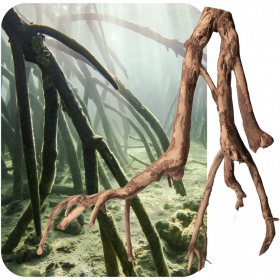 Red Mangrove Root M