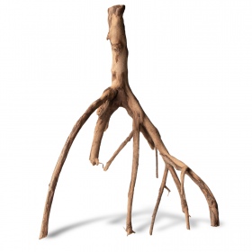 Racine de mangrove Rhizophora mangle M