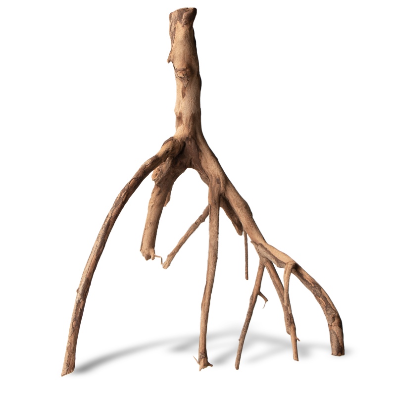 Rhizophora mangle - Rot M