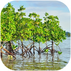 Punane mangrove juur Rhizophora