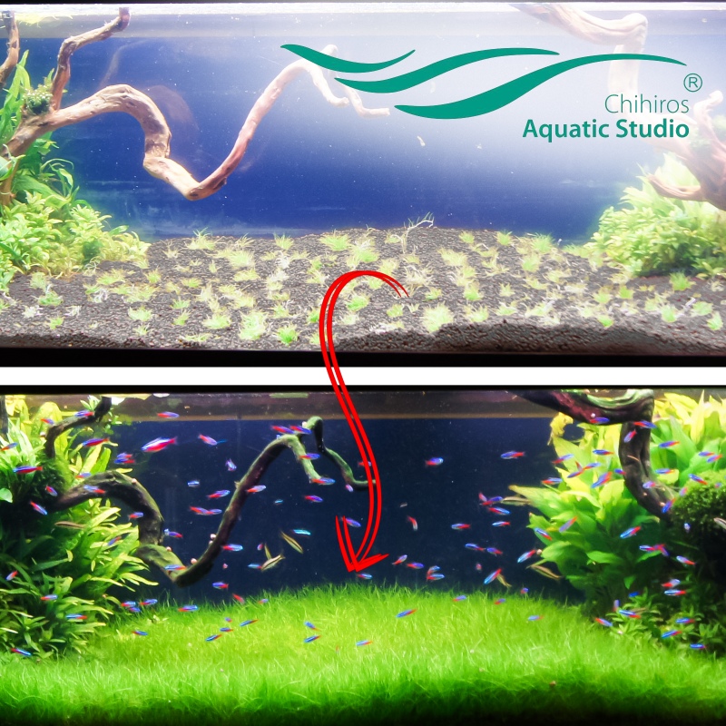 Chihiros Aqua Soil 3l - Substrat für Pflanzen