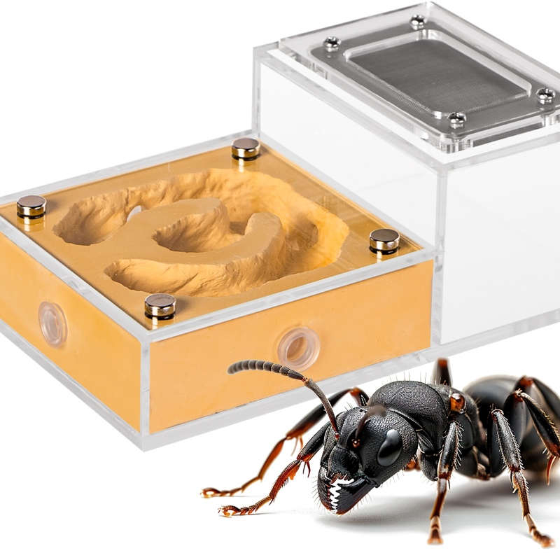 Ant Expert Gouden Koninkrijk - Formicarium