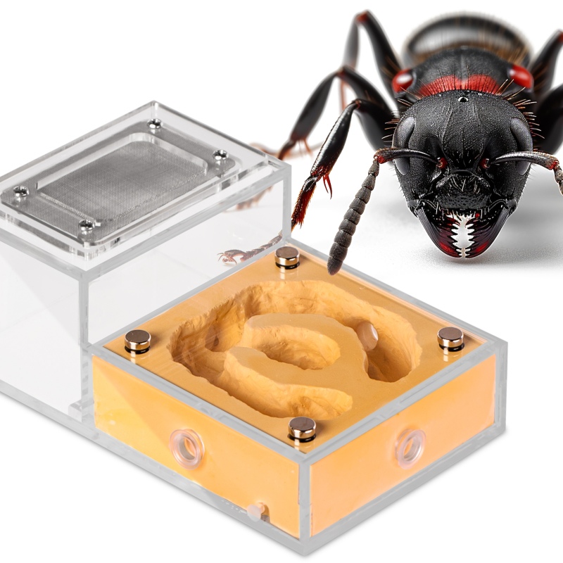 Formicario Ant Expert Reino Dorado