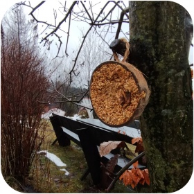 Coco con alimento para aves silvestres