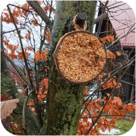 Cocco ripieno per uccelli selvatici