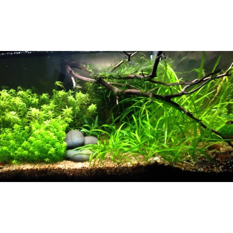 Elvestein 2-3mm 2kg - Dekorativ akvariegrus