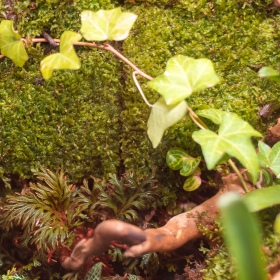 Terrarium Shadow Forest Moss - looduslik sammal