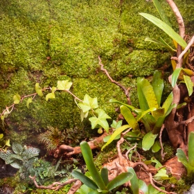 Terrarium Shadow Forest Moss - looduslik sammal