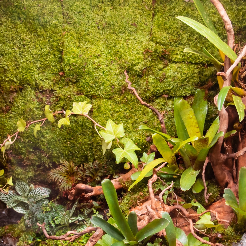 Terrario Muschio della Foresta Ombrosa