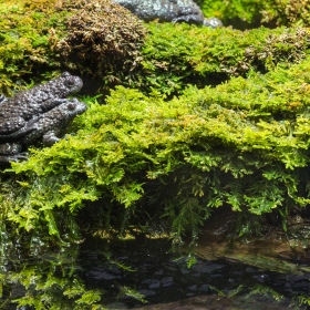 Terrario Muschio della Foresta Ombrosa