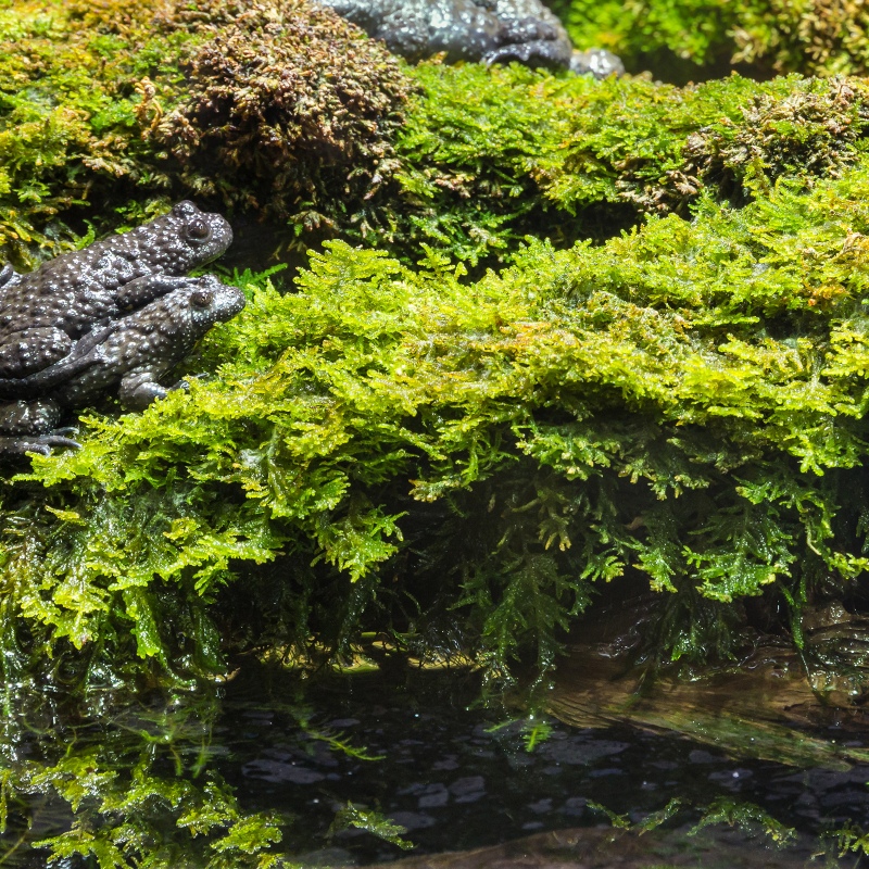 Terrario Muschio della Foresta Ombrosa