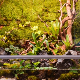 Terrarium Natuurlijke Mos 25g