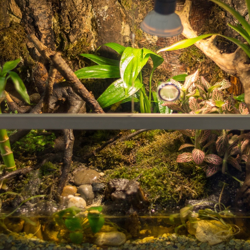 Terrarium Natuurlijke Mos 25g