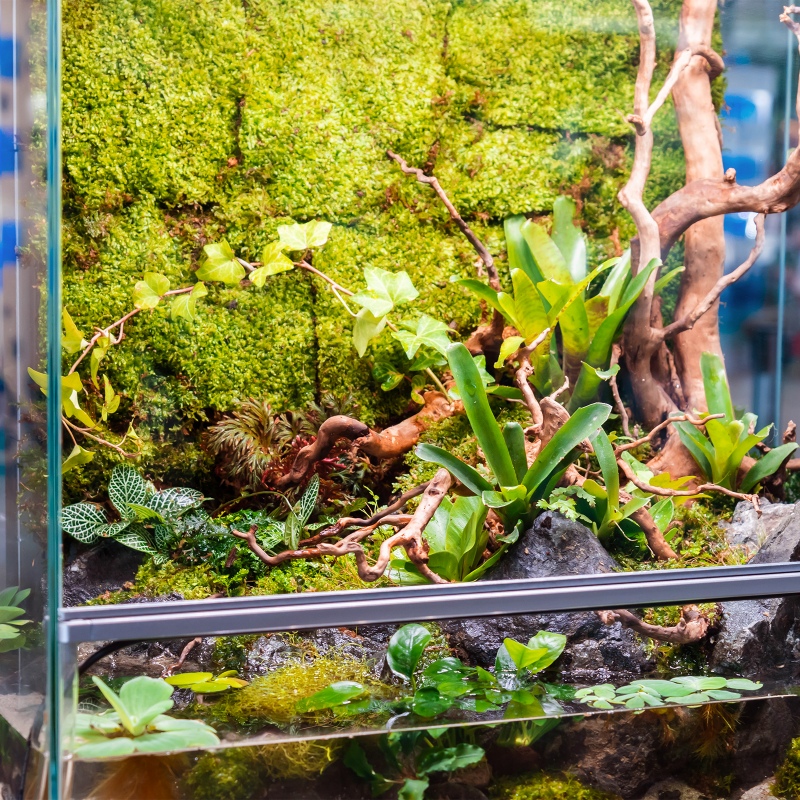 Naturlig mose for terrarium